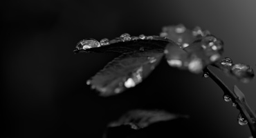 macro 2026.42 dt bw