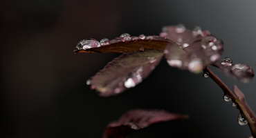 macro 2026.42 dt