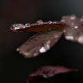 macro 2026.42 dt