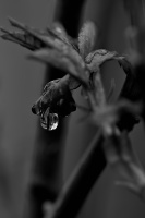 macro 2026.43 dt bw