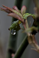 macro 2026.43 dt