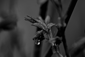 macro 2026.44 dt bw