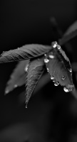 macro 2026.46 dt bw