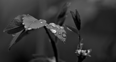 macro 2026.47 dt bw
