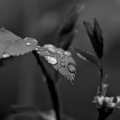 macro 2026.47 dt bw