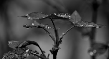 macro 2026.48 dt bw