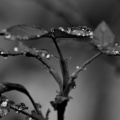 macro 2026.48 dt bw