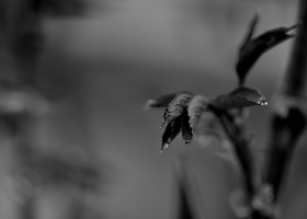 macro 2026.49 dt bw