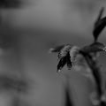 macro 2026.49 dt bw