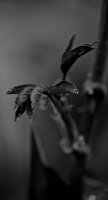 macro 2026.50 dt bw
