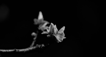 cydonia.oblonga.macro.2026.02 dt bw