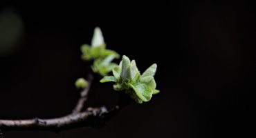 cydonia.oblonga.macro.2026.02 dt