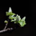 cydonia.oblonga.macro.2026.02 dt