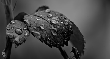 macro 2026.51 dt bw