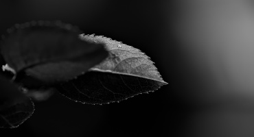 macro 2026.52 dt bw