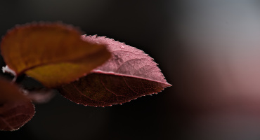 macro 2026.52 dt