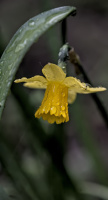 narcissus 2026.04 dt