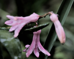 hyacinthus 2026.07 dt