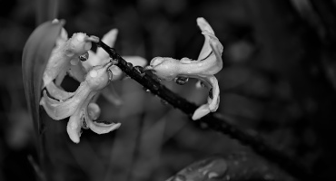 hyacinthus 2026.08 dt bw