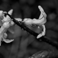 hyacinthus 2026.08 dt bw