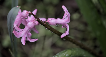 hyacinthus 2026.08 dt