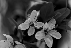 macro 2026.55 dt bw