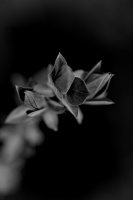lillac.macro.2026.03 dt bw