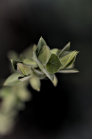 lillac.macro.2026.03 dt