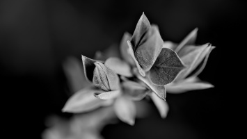 lillac.macro.2026.02 dt bw