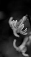 hyacinthus 2026.09 dt bw