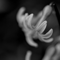 hyacinthus 2026.09 dt bw