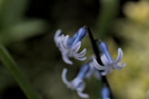 hyacinthus 2026.09 dt