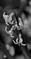 hyacinthus 2026.10 dt bw