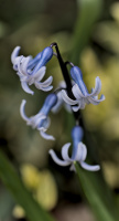 hyacinthus 2026.10 dt