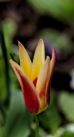 la tulipe 2026.001 dt