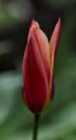 la tulipe 2026.002 dt
