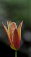 la tulipe 2026.004 dt