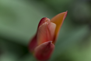 la tulipe 2026.005 dt