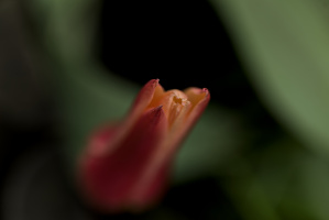 la tulipe 2026.006 dt
