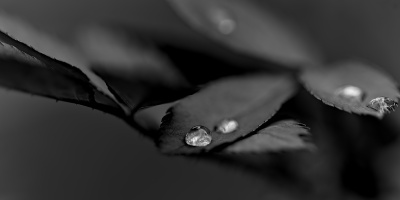 macro 2026.60 dt bw