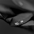 macro 2026.60 dt bw