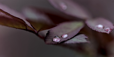 macro 2026.60 dt
