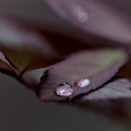 macro 2026.60 dt