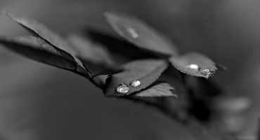 macro 2026.61 dt bw