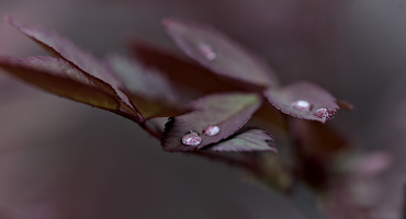 macro 2026.61 dt