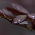 macro 2026.61 dt