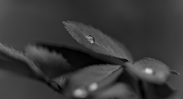 macro 2026.62 dt bw