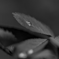 macro 2026.62 dt bw