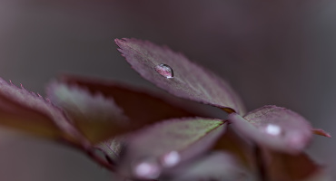macro 2026.62 dt