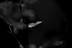 macro 2026.64 dt bw